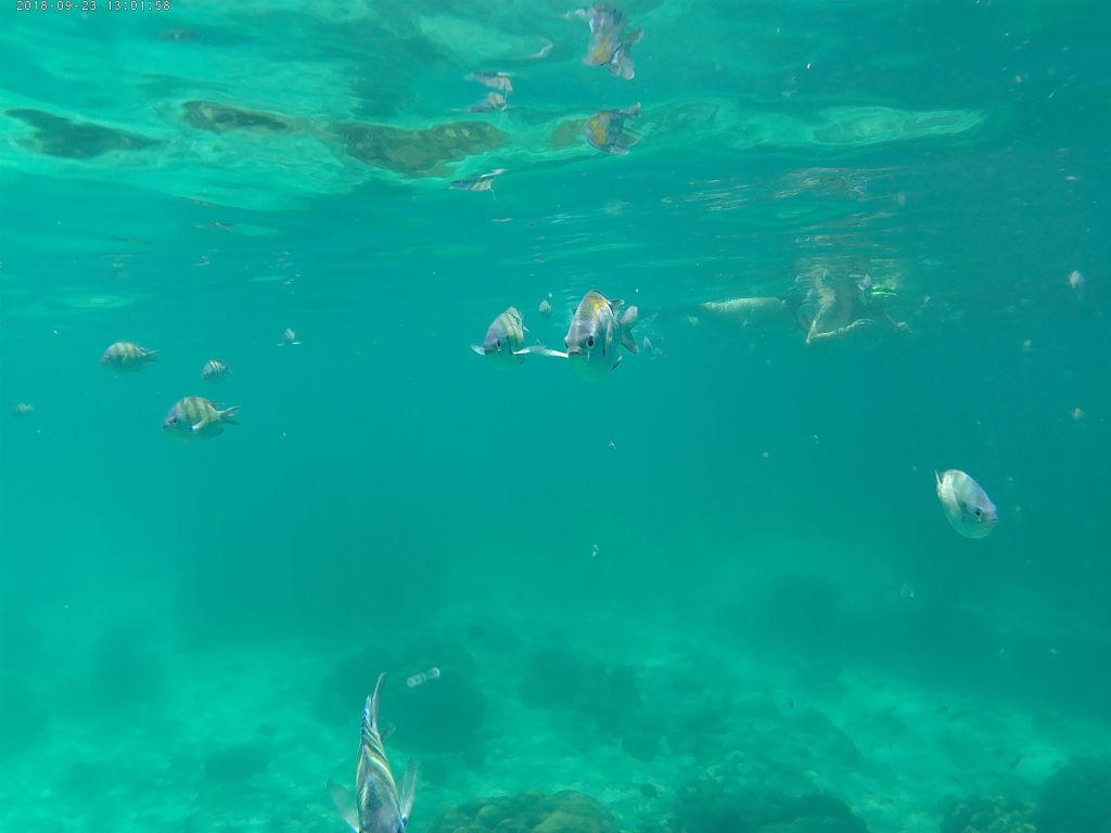 The Best Budget Underwater&nbsp;Camera